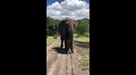 video of a large elephant sneezing very loudly in the Maasai Mara, Kenya