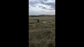 Extremely loud roaring by a pair of mating lions to communicate with other nearby lions