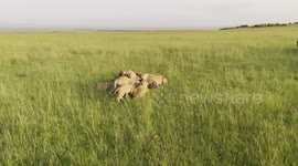 A huge pride of lions in the Maasai Mara Kenya eating a warthog alive - you can hear the warthogs squeals