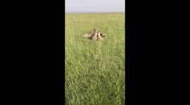 A huge pride of lions in the Maasai Mara Kenya eating a warthog alive - you can hear the warthogs squeals