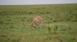 The famous Marsh Pride lionesses carrying a domestic cow that it had killed overnight