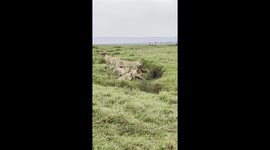 The famous Marsh Pride lionesses carrying a domestic cow that it had killed overnight