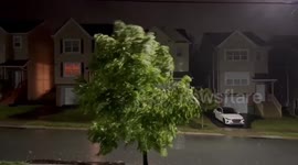 High winds blast tree in Halifax as Cyclone Fiona approaches Nova Scotia, Canada
