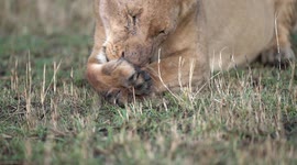Lioness cleaning herself very thoroughly after a meal. Their tongues have little sharp spikes on them to help scrub!