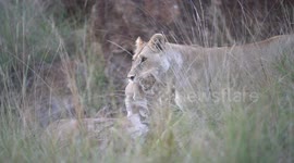 Lioness carrying one of it's three cubs in her mouth in Maasai Mara