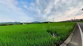 Funny video of clumsy youngster stumbling face-first into rice paddy while biking in Taiwan