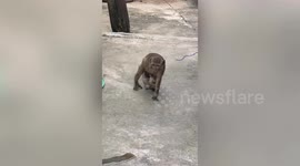 Thai monkey kidnaps tiny kitten despite attempts to bribe her to give the poor cat back