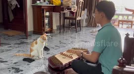Pet cat loves listening to owner play traditional Thai instrument