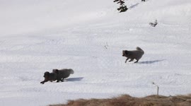 Arctic foxes: mated pair chasing their year-old daughter to evict her from their territory