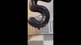 French bulldog celebrates his 5 years old birthday, very cute!