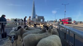 Lord Mayor of London joined by broadcaster and farmer Kate Humble in Sheep Drive over London Bridge