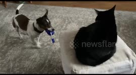 Cat sitting on footstool unbothered by dog frantically pulling at it