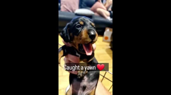 4 week old dachshund puppy yawning