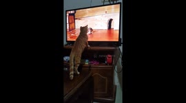 Curious cat launches attack on TV displaying currying mice mice