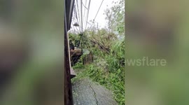 Typhoon Noru gales knock down trees in the Philippines