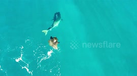 Cunning sea turtle eludes hungry tiger shark in drone footage captured off Australia