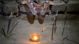 Unique snake face butterfly found in a village of Jharkhand, locals started praying it as a goddess