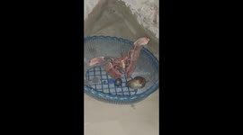 More video - Unique snake face butterfly found in a village of Jharkhand, locals started praying it as a goddess
