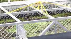 A lucky escape - Pacific Black Duck ducklings trapped in stormwater trash interceptor