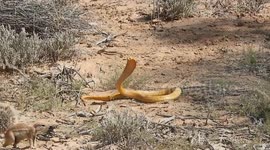 Fearless squirrel fends off highly venomous cobra in South Africa