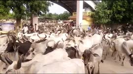 Cowalition of chaos: 10,000 cows let loose in government buildings in India during protest