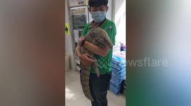 Sick pet alligator hugs vet as he is taken to clinic for health check-up in Taiwan
