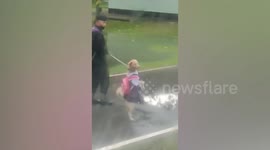 Pet dog wearing school uniform goes for a walk standing on its hind legs