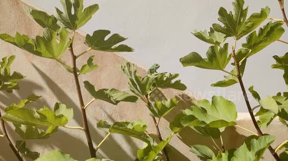 Can you spot the wild chameleon? Cool reptile found in Spanish garden