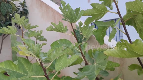 Gone with the wind: Chameleon dramatically clings to branch amid heavy winds in southern Spain