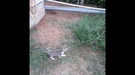 CUTE KITTEN PLAY IN GARDEN IN INDIA ,FUNNY CAT PLAYING IN THE GARDEN