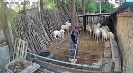 Ram knocks over Chinese farmer twice when he was cleaning enclosure