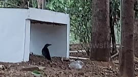 Mama crow cares for the flightless young chick by chasing out the predator like humans and dogs in South India.