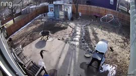 Rooster defends chickens after hawk swoops into US homeowner's garden