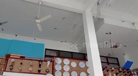 Shopkeeper baffled as flock of swallows fly into building