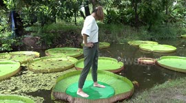Thai cafe has awesome 'natural paddleboarding' pond with giant waterlilies