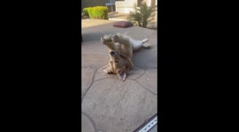 Cute labrador plays with a tennis ball in an unusual way!