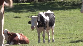 Italy Valtellina, Some cows are grazing in the mountains in summer 2022