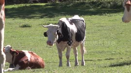 Cows grazing in the mountain pastures of the Valtellina mountains