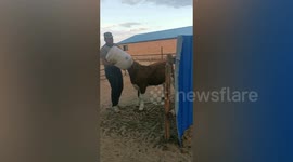 Farmer frees cow's head from water bucket in China