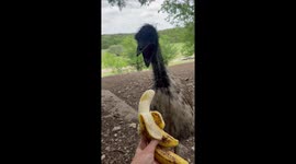 Picky emu hates healthy foods and dramatically gags at them in disgust