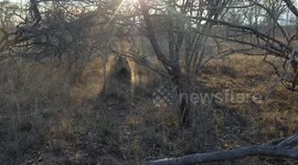 Tour guide films intense battle between leopard and hyena over warthog carcass
