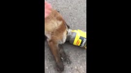 Cute fox cub with head stuck in discarded mayonnaise jar gets rescued by dad and son