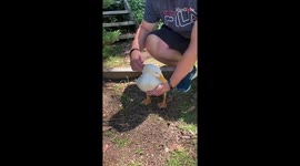 The heartwarming tale of a girl searching for a friend for her sad and lonely duck
