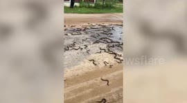 Dozens of snakes crawl across dirt road in Laos