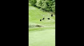 Par for the course? Quartet of bears crash try their hand at golf