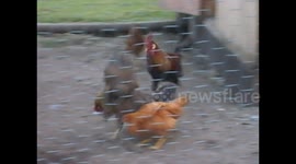 Chickens chase frog