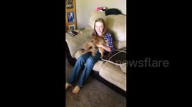 Dog kicks girl