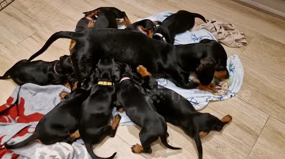 9 dachshund puppies playing
