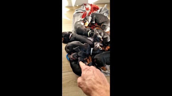 Pack of 9 dachshund puppies adorably play