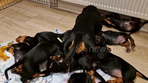 Pack of 9 dachshund puppies adorably play